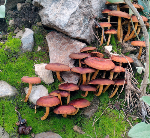 image of mushrooms in the forest