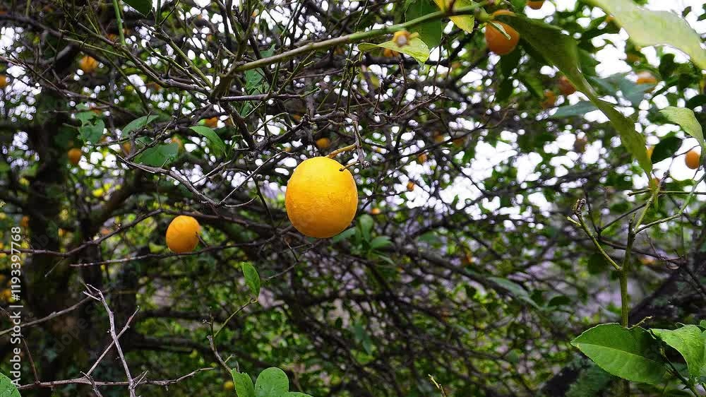 lemon tree in the garden