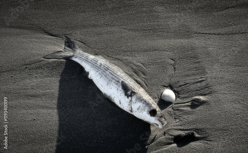 Dead grey mullet on the beach of Marina Romea photo