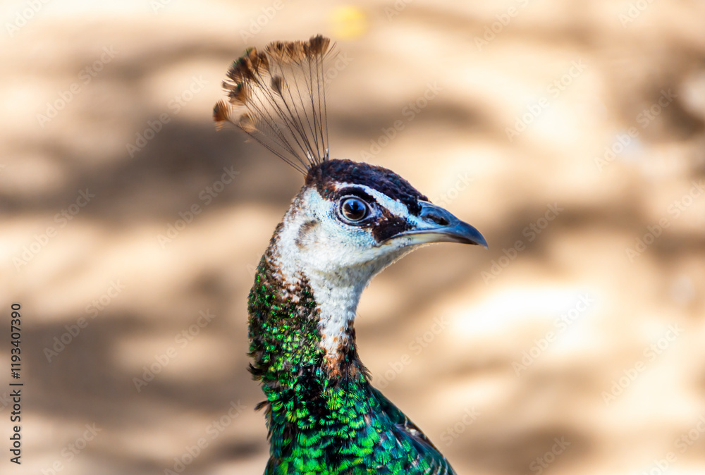 Peacock head close up on natural background Peacock head close up on natural background