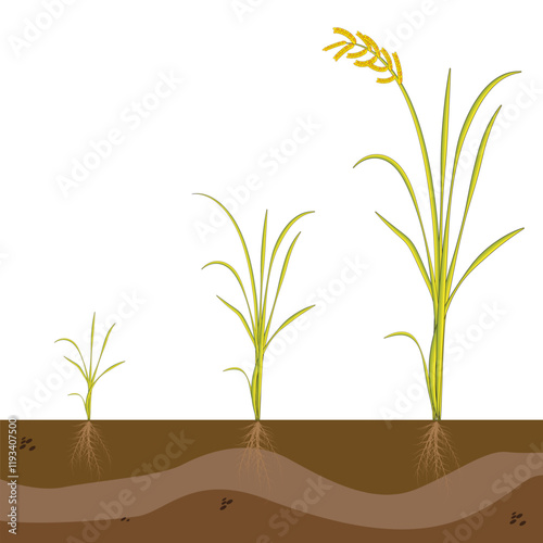 Rice plant growth stages. Cereal grain. Ripening period steps. Development cycle. Cycle of growing grain crops. Plant development infographic from seed to harvest. Rice seedlings. On white background.