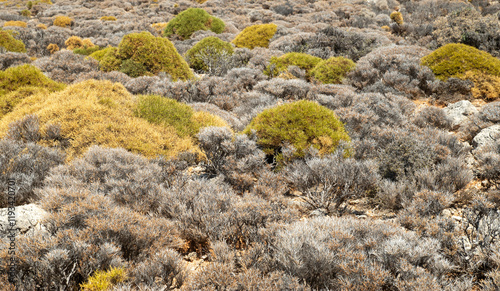 Mediterranean perennial bush spiny (sarcopoterium spinosum) in the autumn in Crete , Greece photo