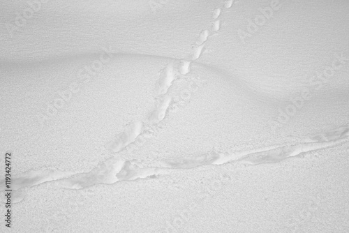 Fox tracks on the Olterudelva River, Norway, in winter. photo