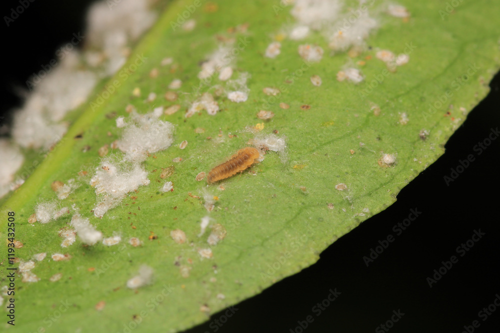 Obraz premium harmful aphid insect macro photo 