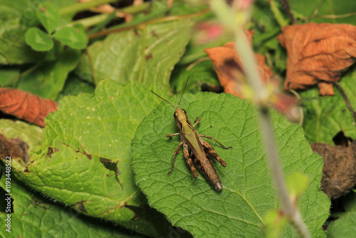 rufous grasshopper insect macro photo	 photo