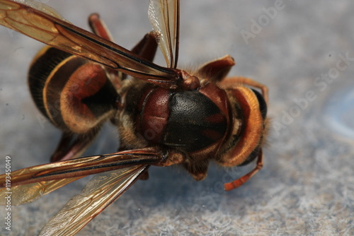 vespa crabro hornet macro photo photo