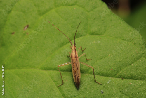 natural oecanthus fultoni insect macro photo