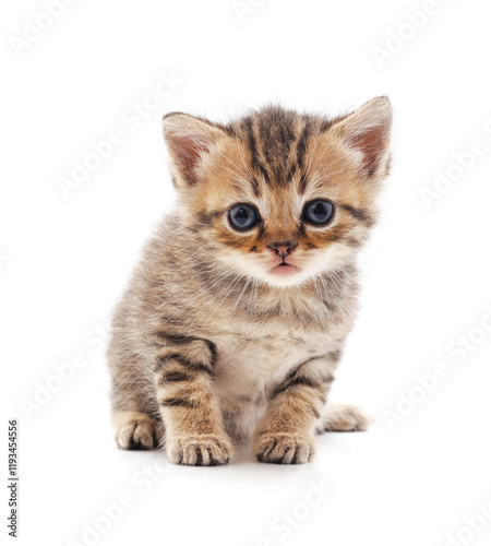 Gray sitting kitty.
