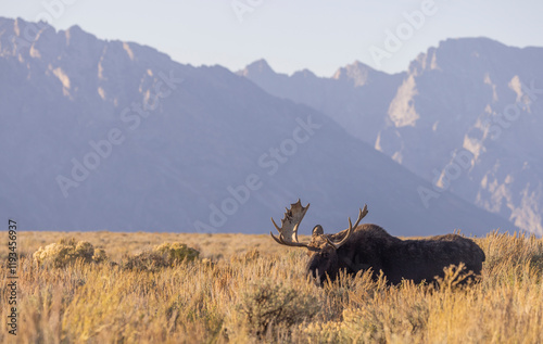 Bull Moose During the Rut in Autumn in Wyoming photo