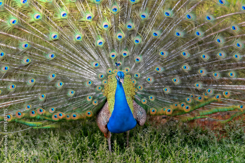 A magnificent peacock displaying its fully fanned colorful plumage with vibrant blue, green, and gold tones, standing gracefully on a grassy surface in a natural outdoor setting. photo