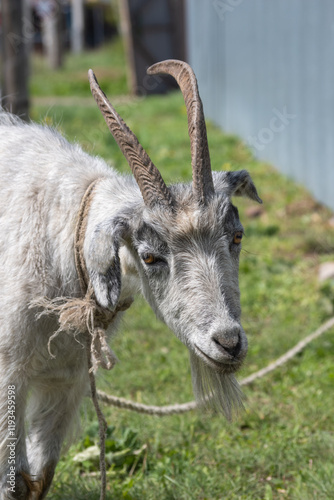 Goat standing near a metal fence in a rural area. photo
