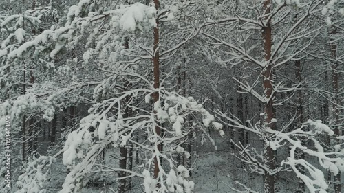 Spruce Forest in Winter. European Nature. Early and Cold Winter Evening With a Snowy Forest. Spruce Trees Covered With White Fluffy Snow. Boardwalk Through Fotrest. Winter in Latvia Aerial Shot photo