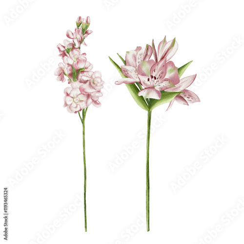 alstroemeria and mathiolla. Set of watercolor flowers. Vintage illustration. Pink flowers on long stems. Mathiolla is similar to lilac. Making bouquets. For holiday cards photo