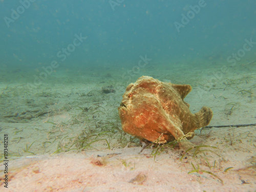 Yellow Giant Frogfish, Antennarius commerson, Puerto Galera, Philippines. They come in almost every color except blue photo