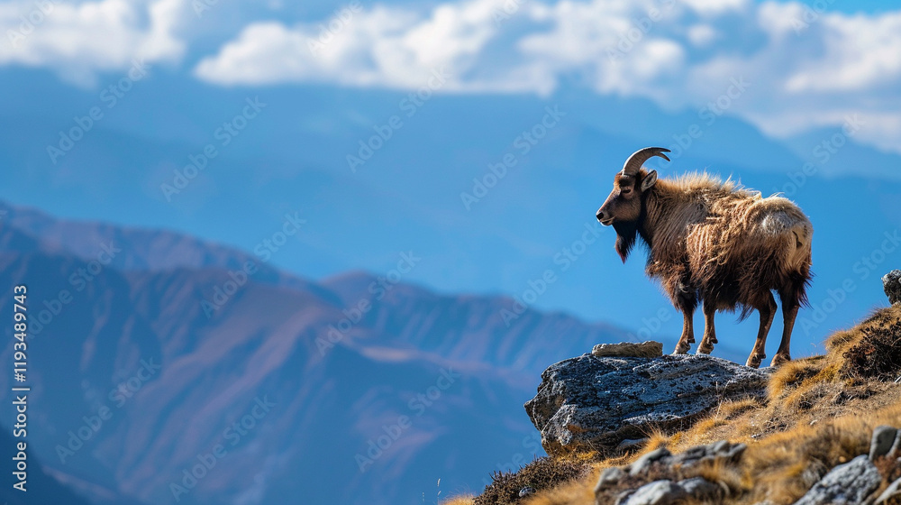 Fototapeta premium A wild takin standing on a rocky hill in the Bhutan Himalayas, positioned on the right with blurred distant mountains and blue skies framing the scene
