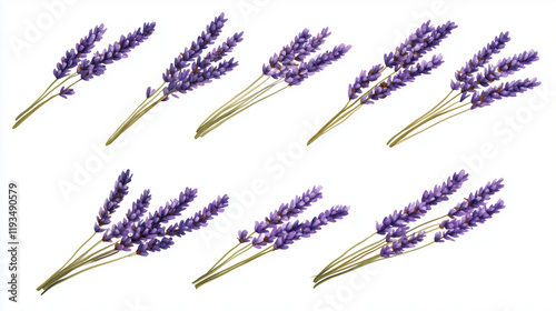 Watercolor set of lavender sprigs isolated on white background