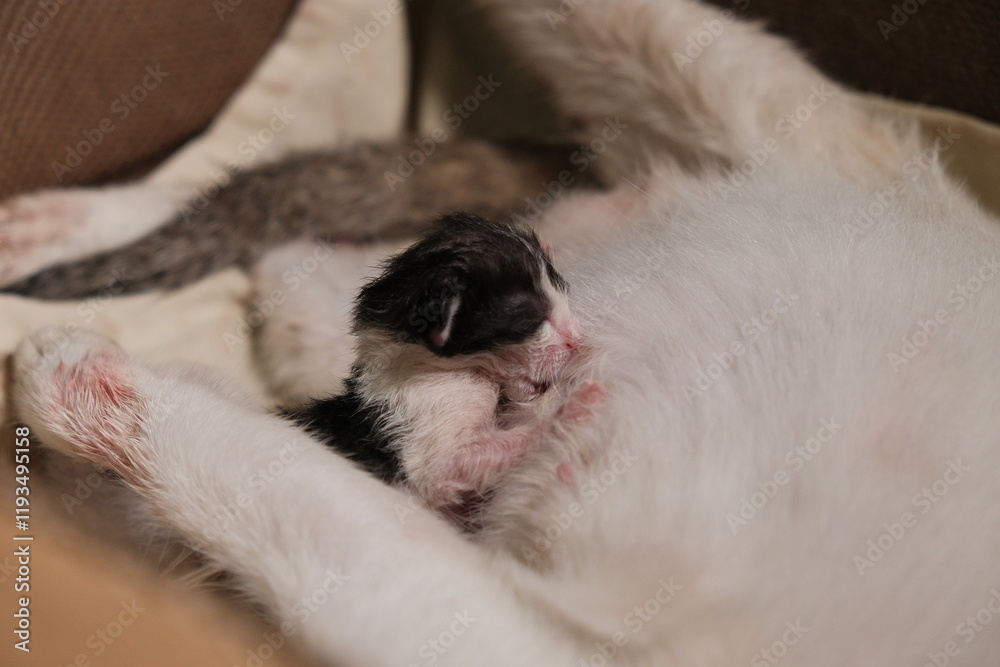 newborn kittens nursing from mother cat newborn kittens nursing from mother cat