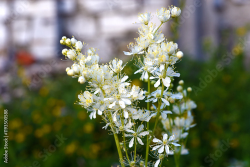 Bouquet of wild white flowers. Filipendula vulgaris. Small white flowers.