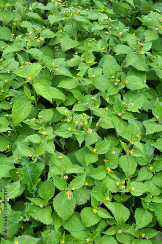 In the field it blooms galinsoga parviflora photo