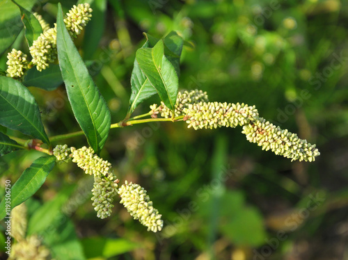 Weeds of Persicaria lapathifolia grow in the field photo