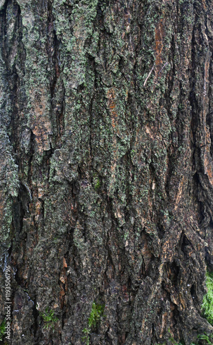 Beautiful close-up of the bark of koelreuteria paniculata photo