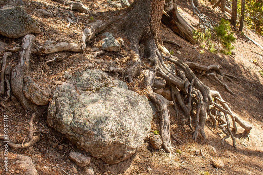 Pine tree growing out of bedrock along the trail to the brink of the lower falls on Yellowstone River, Lower falls of the Yellowstone River in early spring, Yellowstone National Park. Pine tree growing out of bedrock along the trail to the brink of the lower falls on Yellowstone River, Lower falls of the Yellowstone River in early spring, Yellowstone National Park.