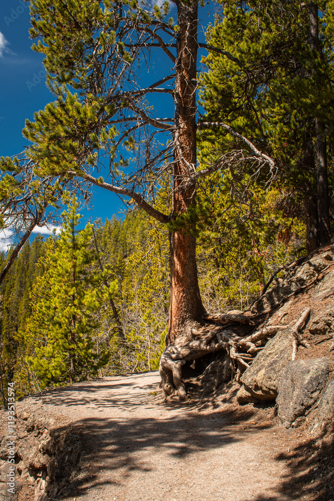Obraz premium Pine tree growing out of bedrock along the trail to the brink of the lower falls on Yellowstone River, Lower falls of the Yellowstone River in early spring, Yellowstone National Park.