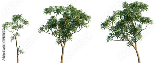 Wallpaper Mural Set of 3 Cinchona officinalis frontal street trees isolated png on a transparent background perfectly cutout Torontodigital.ca