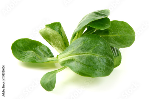 Quadro su tela Lambs lettuce, corn salad, isolated on white background.