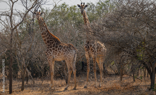 Afrikanische Tiere Giraffen im Busch vom Krüger National Park - Kruger Nationalpark Südafrika