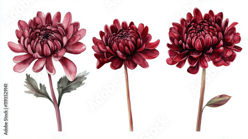 Watercolor set of maroon chrysanthemums flowers isolated on white background