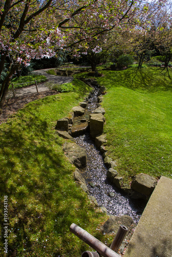 Strean in Japanese garden in sunny day and cherry blossom Strean in Japanese garden in sunny day and cherry blossom