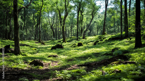 Serene Forest Floor bathed in Sunlight photo