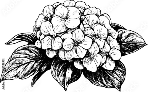 This vintage woodcut showcases a hydrangea, emphasizing its intricate petals and lush leaves.