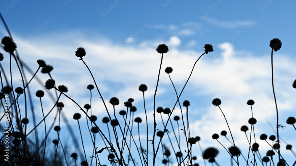 Obraz premium Natural background. Silhouettes of dry wildflowers against the blue sky with clouds.