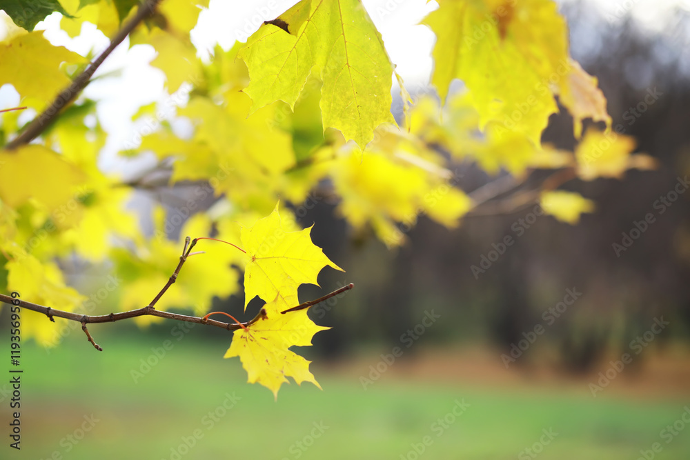Autumn Leaves on Tree Branch with Soft Focus Background in Early Fall Season Autumn Leaves on Tree Branch with Soft Focus Background in Early Fall Season