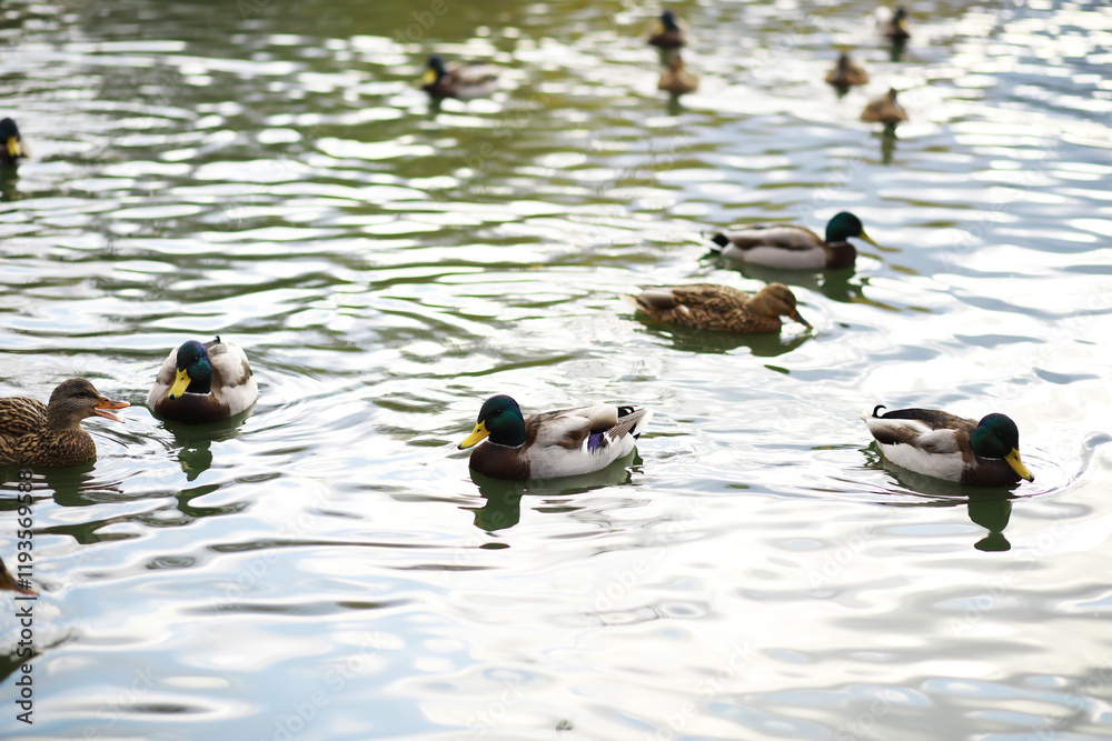 Ducks Swimming in Serene Pond with Reflective Water Surface and Foliage in Background Ducks Swimming in Serene Pond with Reflective Water Surface and Foliage in Background