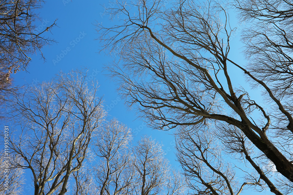 Bare Winter Trees Against Clear Blue Sky Offering Serenity and Natural Beauty in Winter Landscape Photography Bare Winter Trees Against Clear Blue Sky Offering Serenity and Natural Beauty in Winter Landscape Photography