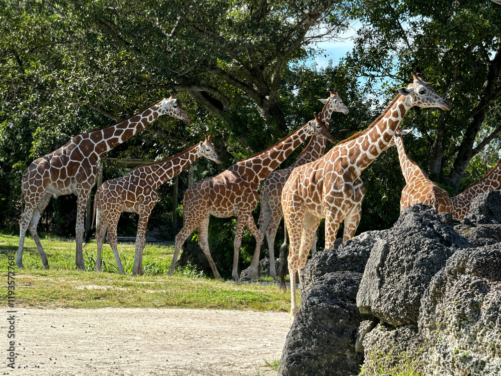 Giraffes Miami Zoo United States Giraffes Miami Zoo United States