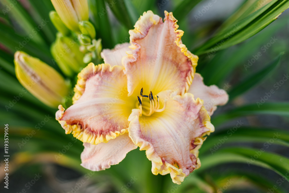 Fototapeta premium Pale pink with red and yellow daylily in the garden