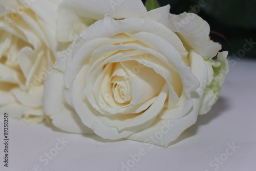 Red and white roses isolated on white background. Festive bouquet of fragrant roses. Gift for your beloved girl. Flowers that embody love photo