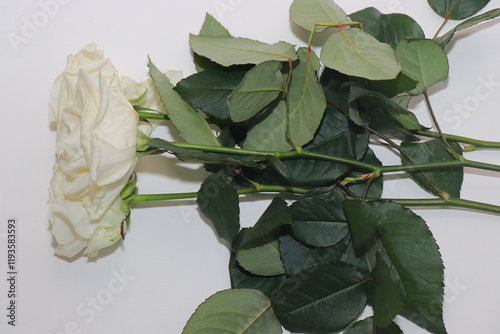 Red and white roses isolated on white background. Festive bouquet of fragrant roses. Gift for your beloved girl. Flowers that embody love photo