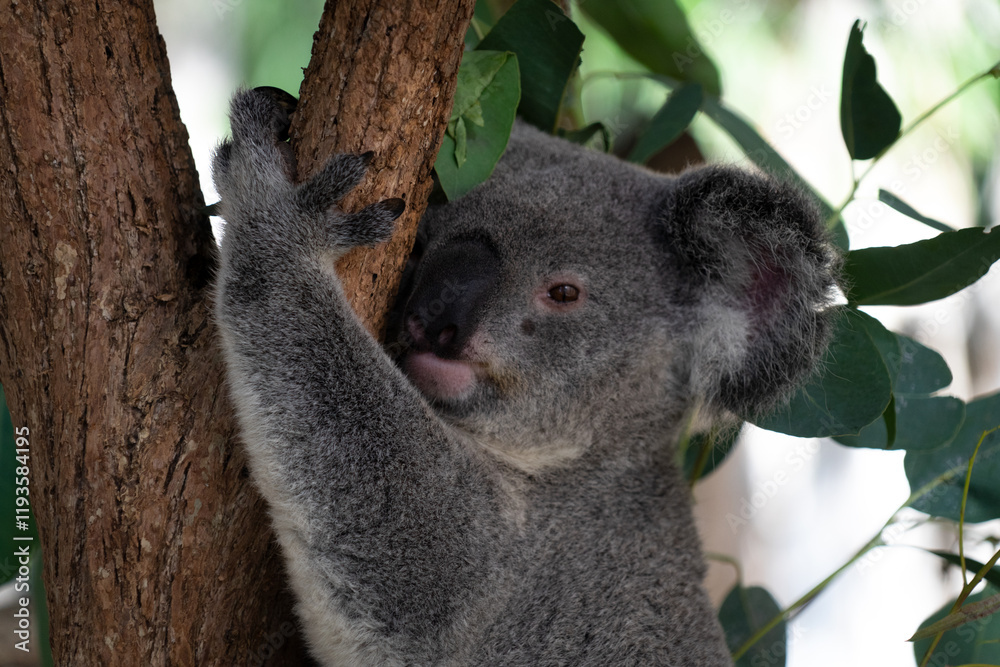 Fototapeta premium Magnetic Island, Australien – Tropisches Paradies mit goldenen Stränden, wilden Koalas und atemberaubenden Sonnenuntergängen