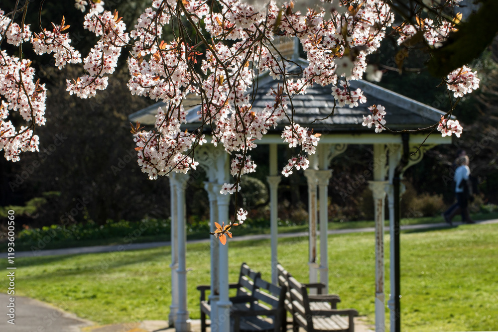 A pleasant park setting featuring cherry blossoms, a gazebo, and benches, The Valley Gardens, Harrogate, North Yorkshire, UK. A pleasant park setting featuring cherry blossoms, a gazebo, and benches, The Valley Gardens, Harrogate, North Yorkshire, UK.