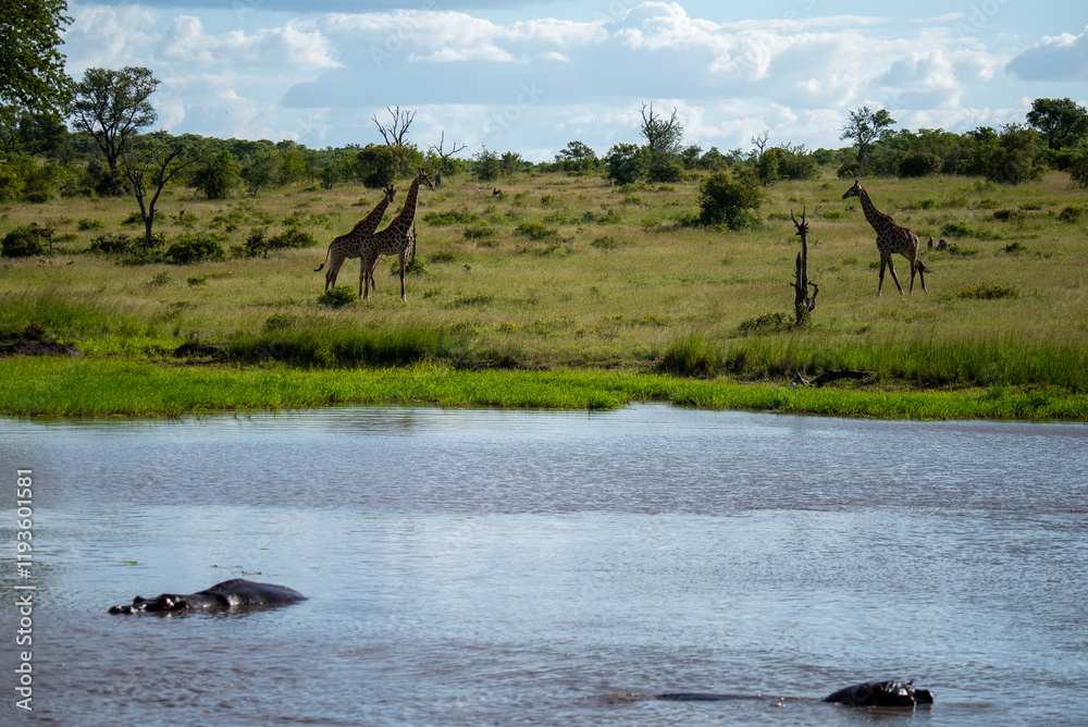 Fototapeta premium animals in the river