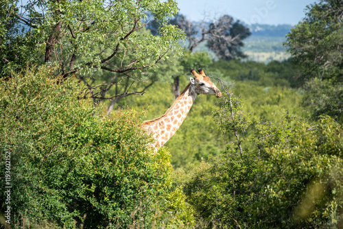 Photography giraffe in the wild