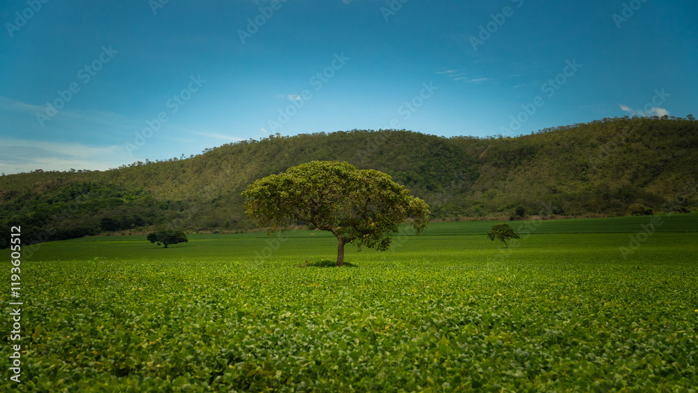 Fototapeta premium Soybean Plantation