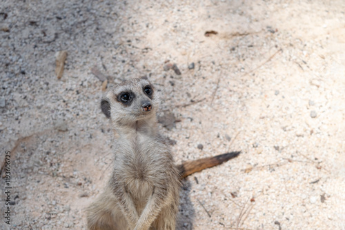 Adorable standing meerkat look. Suricata Suricatta. 