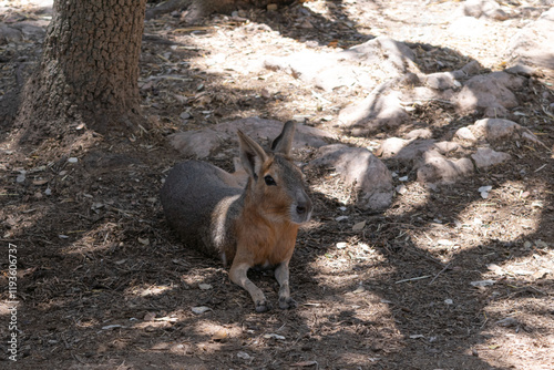 Patagonian mara lying quietly under the shade of a tree in the hot summer. Dolichotis patagonum. photo