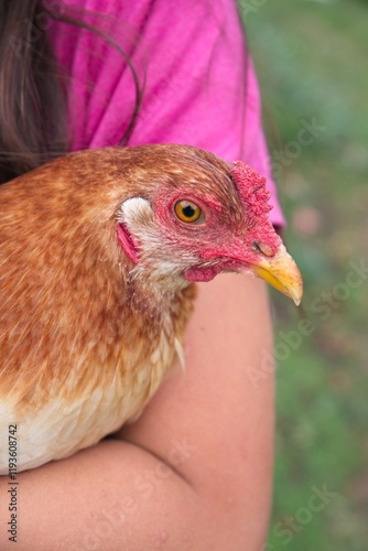 Closeup of chicken being held by a girl